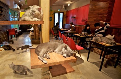 近くのカフェ 駐車場あり、そして猫が踊る